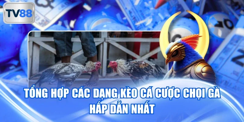 Tổng hợp các hình thức giải trí hay nhất của lĩnh vực chọi kê